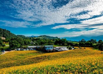 2026花蓮金針花季8/8浪漫登場 雙山齊放邀您共赴「金黃盛宴」